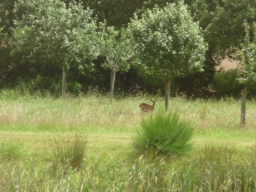 un visiteur aux yeux de biche